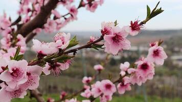 Closeup of blooming cherry tree branch with soft pink flowers waving on the wind with distant vineyards on blurred background. Germany, Bavaria, Wurzburg, 04 video