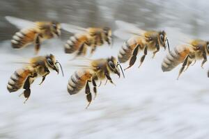 Flying Honey Bees in Motion - Nature and Wildlife Photography for Insect Enthusiasts photo