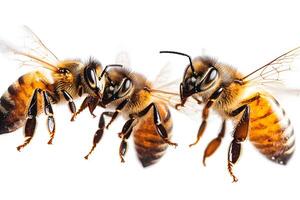 Macro Photography of Honey Bees in Flight for Nature and Wildlife Prints photo