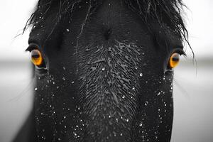 Close-Up of a Black Horse's Wet Face with Intense Yellow Eyes photo