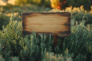 Rustic Wooden Signpost Surrounded by Greenery at Golden Hour - Nature's Tranquility and Rustic Elegance photo