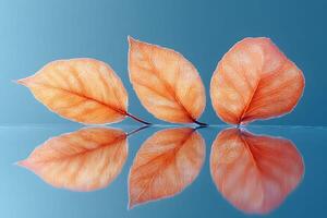 Harmony of Nature Three Autumn Leaves with Mirror Reflection for Tranquil Design photo