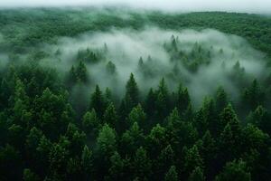 Misty Forest Canopy with Lush Greenery and Foggy Ambiance for Nature Themes photo