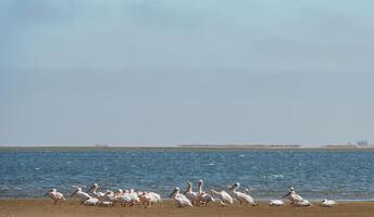 A group of pelicans on the beach in Africa photo