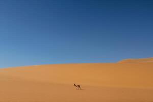 Antelope, is,, in the wildlife outdoors in Africa in desert photo