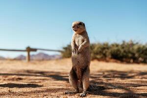 Close, up, view ,of little gopher outdoors photo