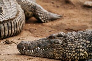 Alligators relaxed and resting on the ground photo
