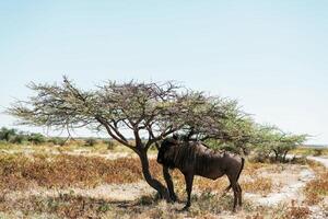 Buffalo is in the wildlife at daytime,, photo