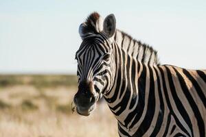 Side, view. Zebra ,in the wildlife at daytime photo