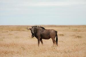 Buffalo is in the ,wildlife, at, daytime photo