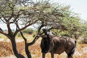 Buffalo is, in the wildlife at daytime photo