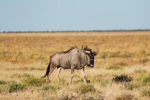 Buffalo is ,,in the wildlife at daytime photo