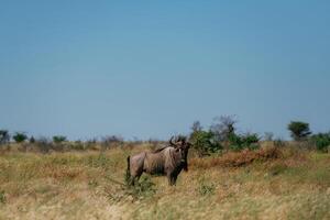 Buffalo, is in the wildlife at daytime photo