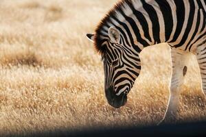 Side view. Zebra in the wildlife ,at daytime photo