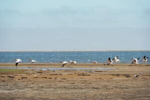 A group of pelicans ,on the beach in Africa photo
