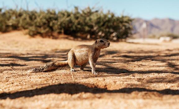 Close up view of, little gopher outdoors photo