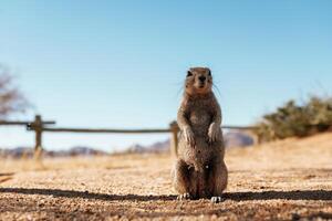 Close up view of little gopher outdoors. photo