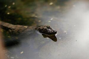 Little alligator is swimming in the water photo
