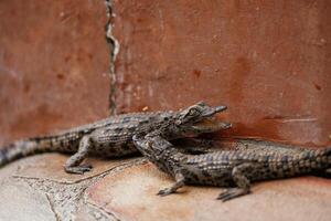 Alligators, relaxed and resting on the ground photo