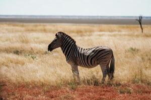 Side, view. Zebra in the wildlife at daytime photo