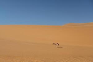 Antelope, is in the wildlife outdoors in Africa in desert photo
