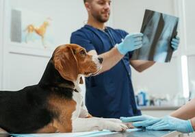 Examining x-ray. .Male ,veterinarian is working with beagle dog in the clinic photo