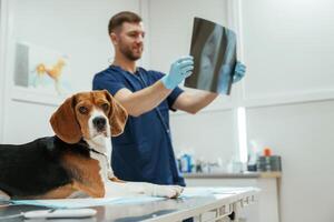 Examining x-ray. Male veterinarian,, is, working with beagle dog in the clinic photo