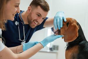 Cheerful, doctors. Two,, veterinarians are working with beagle dog in clinic photo