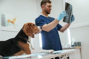 Examining x-ray. Male veterinarian ,,is working with beagle dog in the clinic photo