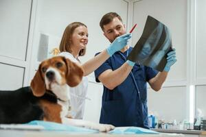 With x-ray. Two veterinarians ,are ,working with beagle dog in clinic photo