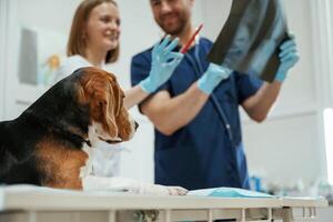 With x-ray. Two veterinarians are working ,,with beagle dog in clinic photo
