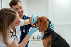 Cheerful ,doctors... Two veterinarians are working with beagle dog in clinic photo