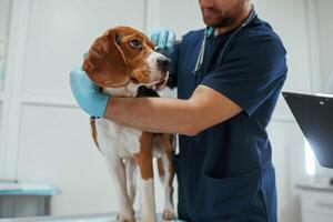 Male veterinarian is working with beagle dog in the clinic photo