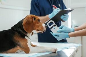 White modern device for searching tags. Two veterinarians are working with beagle dog in clinic photo