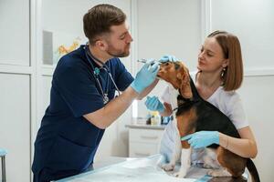 With ,special device. Two veterinarians are working with beagle dog in clinic photo