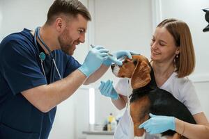 Side view, looking at eyes. Two veterinarians are working with beagle dog in clinic photo