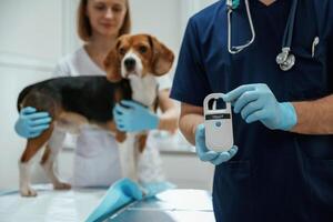 Holding electronic device in hand. Two veterinarians are working with beagle dog in clinic photo