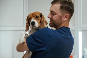 Holding ,animal in, hands. Male veterinarian is working with beagle dog in the clinic photo