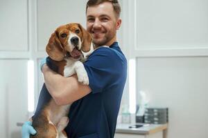 After the examination... Holding animal. Male veterinarian is working with beagle dog in the clinic photo