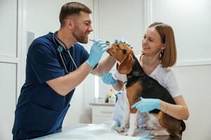Side view, looking, at eyes. Two ,veterinarians are working with beagle dog in clinic photo