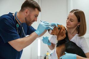 Side ,view, looking at eyes. Two ,veterinarians are working with beagle dog in clinic photo