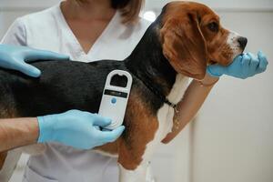 Searching for tag by ,using special equipment. Two veterinarians are working with beagle dog in clinic photo