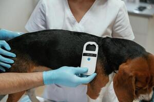 Searching for tag ,by ,using special equipment. Two veterinarians are working with beagle dog in clinic photo