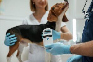 With special device... Two veterinarians are working with beagle dog in clinic photo