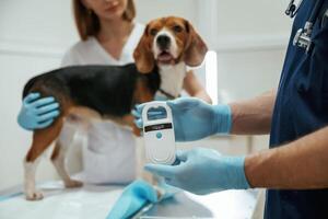 In blue ,,gloves. Two veterinarians are working with beagle dog in clinic photo