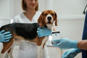 With, special,device. Two veterinarians are working with beagle dog in clinic photo