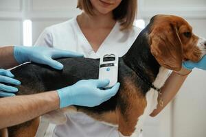 Searching for, tag by using special equipment. Two veterinarians are working with beagle dog in clinic photo