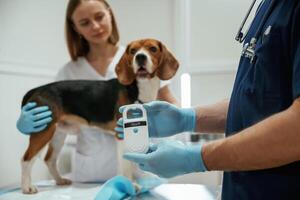 White,, modern device for searching tags. Two veterinarians are working with beagle dog in clinic photo