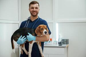 Holding ,,animal in hands. Male veterinarian is working with beagle dog in the clinic photo