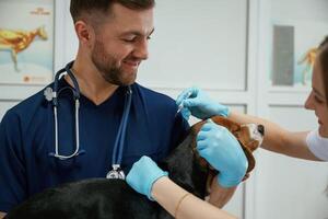 Cheerful, doctors. Two veterinarians are working with beagle dog in clinic photo